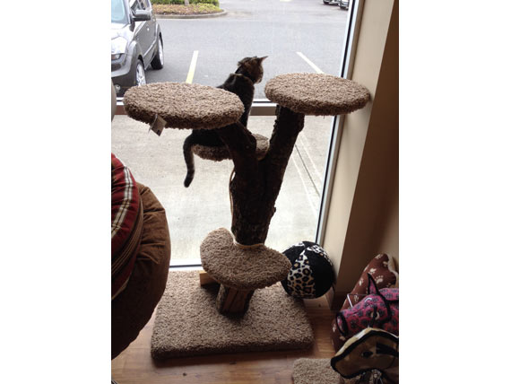 cattree